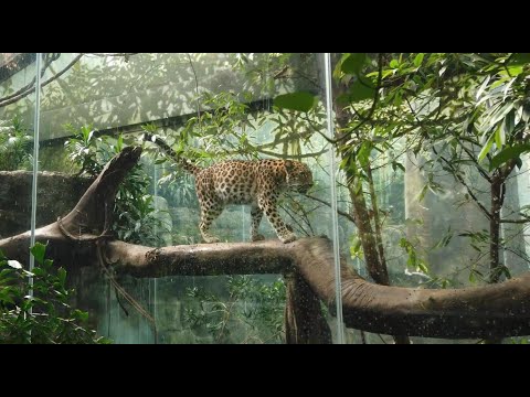 Video: Frau Betritt Bronx Zoo Löwe Gehege, Steht Vor Gebühren