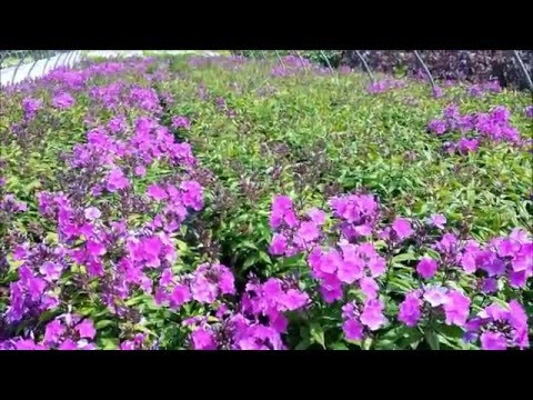 Video: Pameran Phlox, Varieti Yang Menarik