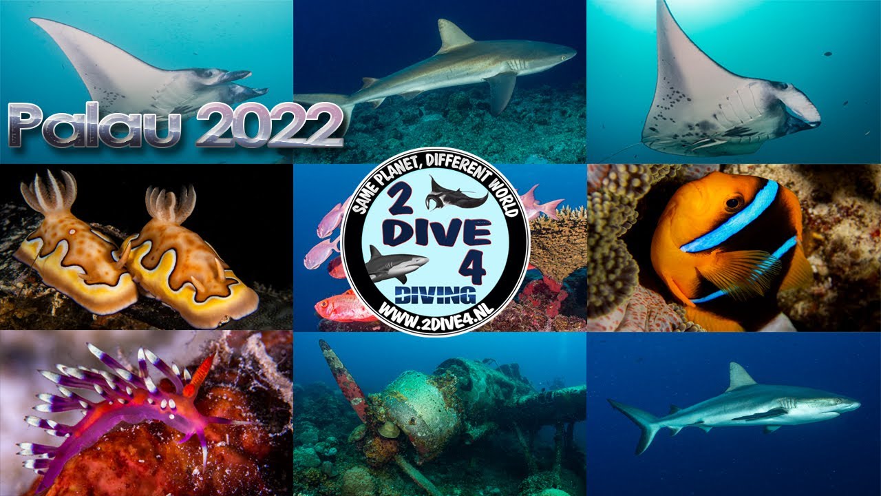 BROTHERDIVE 2022 - BACK TO PALAU - MICRONESIA (4K)