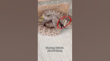 Bên Trong Đuôi Rắn Đuôi Chuông Có Gì ? 😳😳#dongvat #shrots