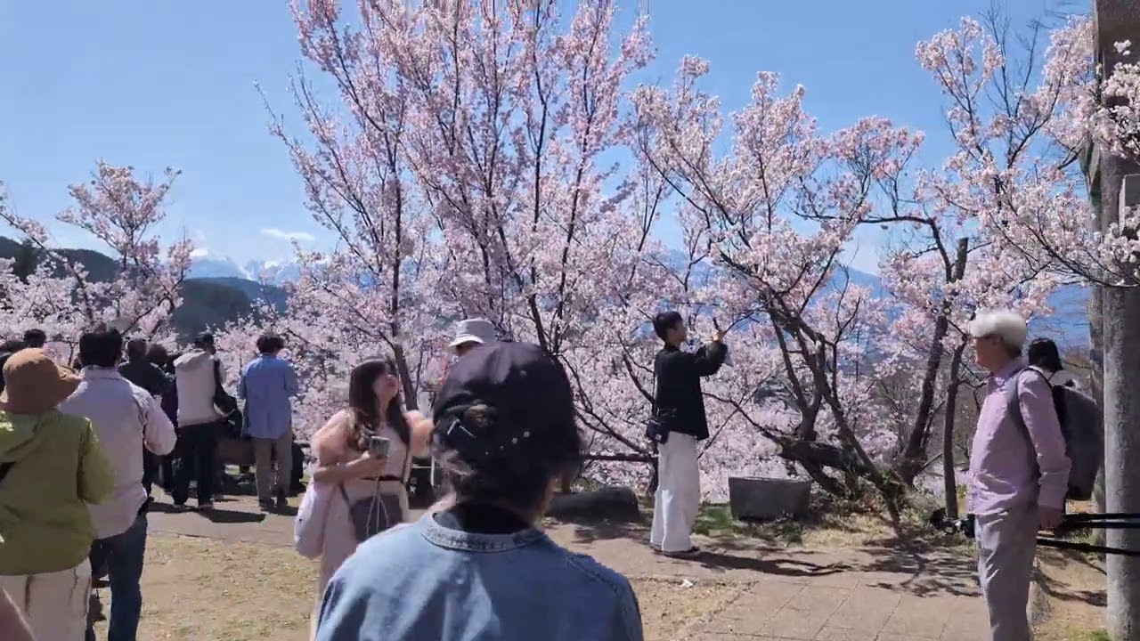 2025/4/12 高遠城址公園 (スマホ撮影)