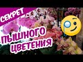 СЕКРЕТ ПЫШНОГО ЦВЕТЕНИЯ ОРХИДЕЙ 🧐 Как продлить и усилить цветение орхидей Чем стимулировать цветение