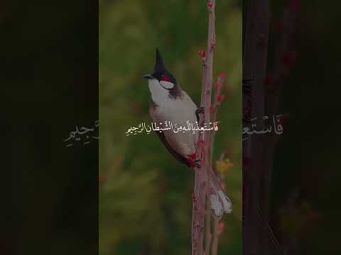 ان الشيطان ليس له سلطان على الذين آمنوا وعلى ربهم يتوكلون قرآن تلاوة اكسبلور القران