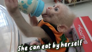 Smart Baby Monkey Sugar Finally Can Eat by Herself! Mom So Proud!