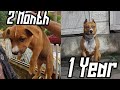 AMSTAFF 2 month to 1 years