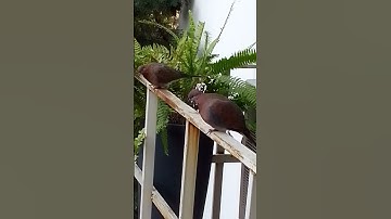 #shorts #dove #bird#videos