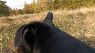 Wilma wild and free. gopro10 on dog