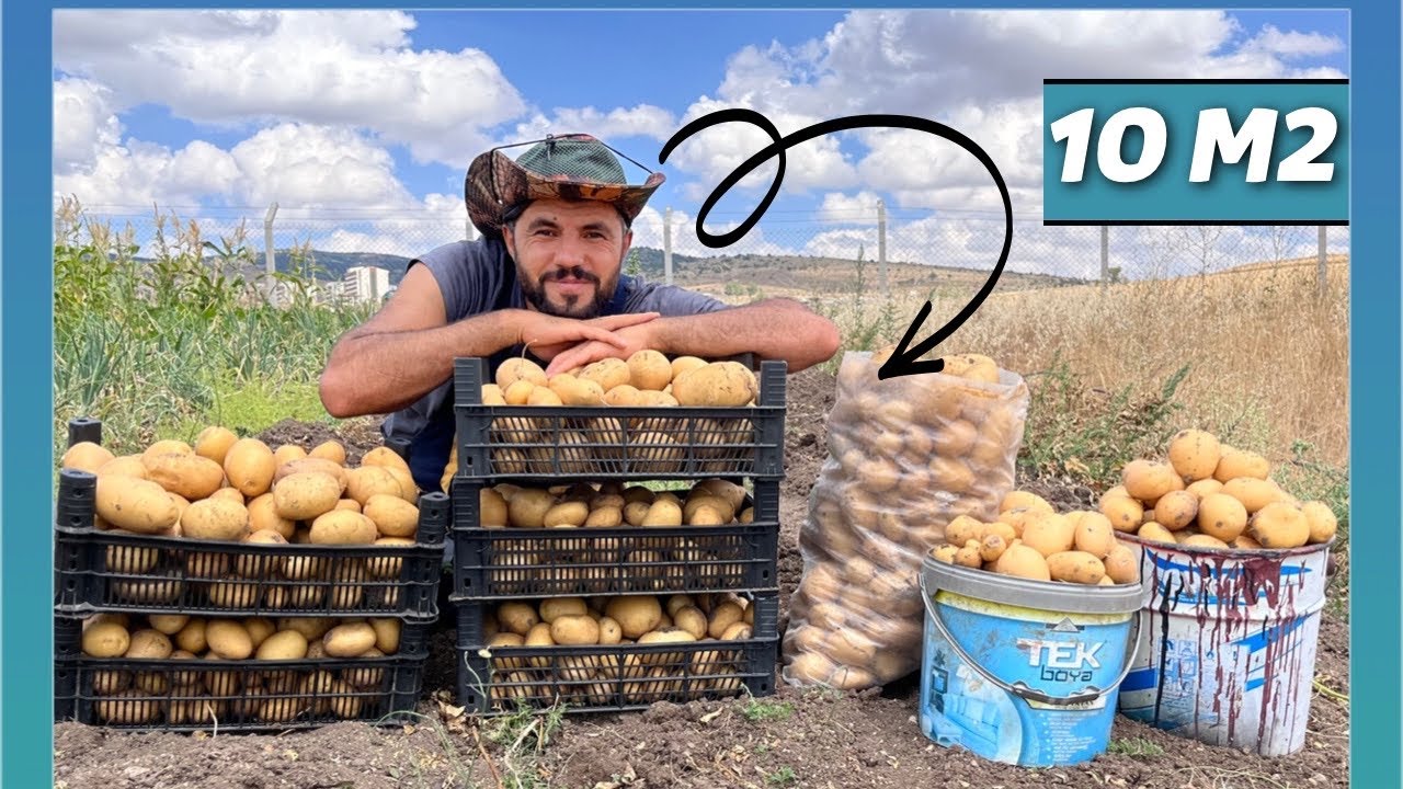 Kaç kilo patates çıkacağını bilemeyen çiğ patates yer 🥔 🙈