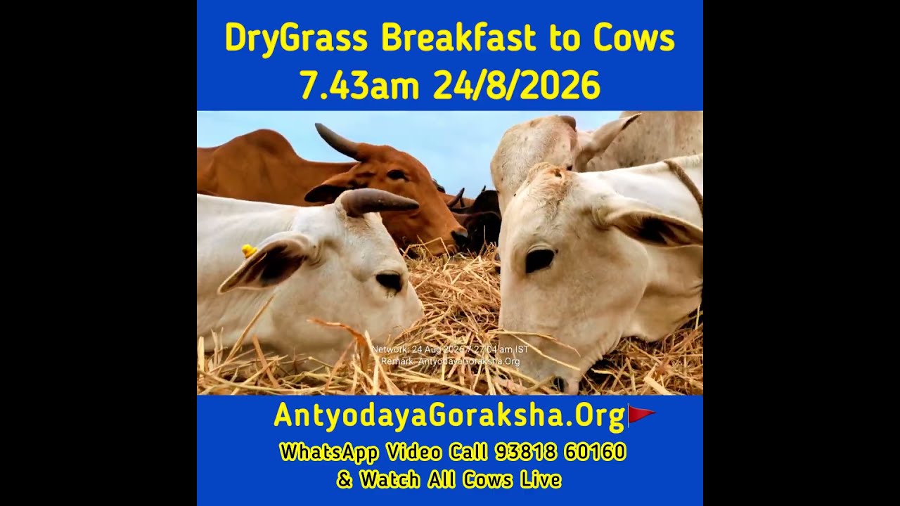 [24 Aug 2026] Desi Cows Munch on Breakfast
