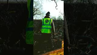 Big Tree Felling