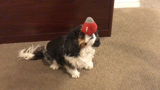 How this dog plays with cat toys... by Isabelle The Cavalier 674 views 1 year ago 3 minutes, 43 seconds