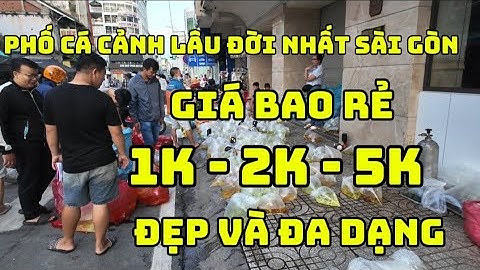 Khám Phá Phố Cá Cảnh GIÁ BAO RẺ 1k 2k 5k Ngay Trung Tâm Sài Gòn | Lưu Xuân Tín Quận 5 TP.HCM