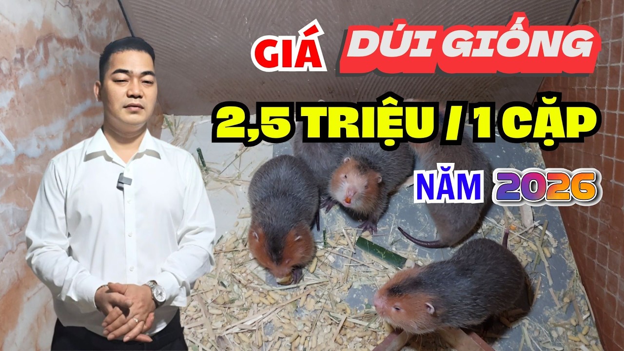 CHI TIẾT GIÁ DÚI GIỐNG MỚI NHẤT NĂM 2026 TẠI TRẠI DÚI MÁ ĐÀO THÁI LAN SINH SẢN PHÚ THỌ