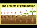 The Journey of Seeds from Germination to Growth