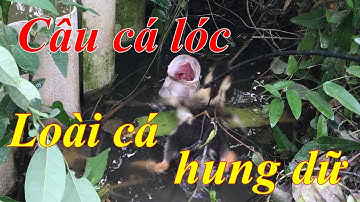 Câu cá lóc bằng vịt bầy khói đèn dính 2 con | đi săn loài cá hung dữ miền tây tập 1
