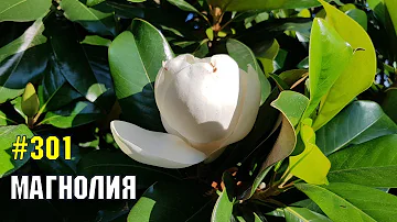 Магнолия крупноцветковая | Жизнь в Адлере