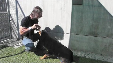 BRUNO - BOUND ANGELS 1