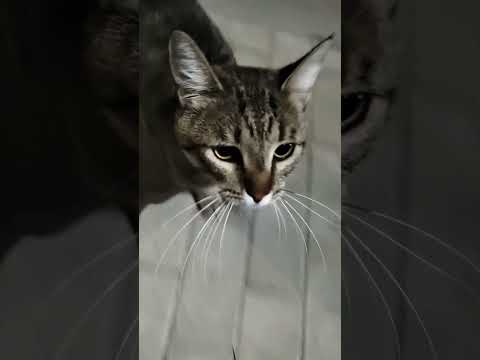 #animals #pets #nature #fauna #zoo #pets #animals of the world #videos of animals