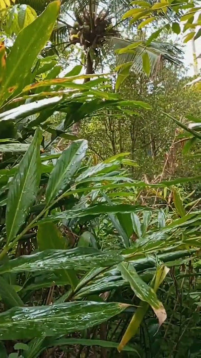 Suara Burung Trucuk Di Alam Liar