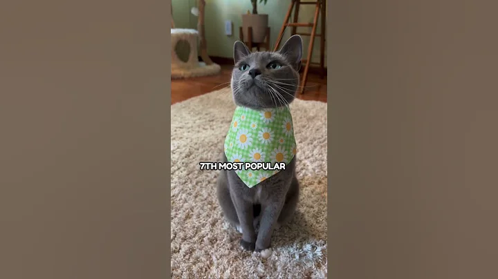 10 Most Popular Female Cat Names of 2023. What’s your cats name and did it make the list? #cats - DayDayNews