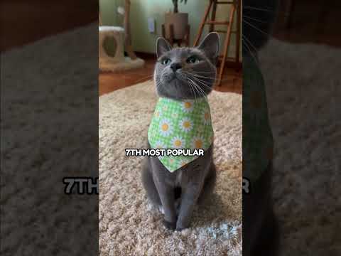 Video: Počiatky Kitty-rohu, Catawampus a ďalšie Cat názvy
