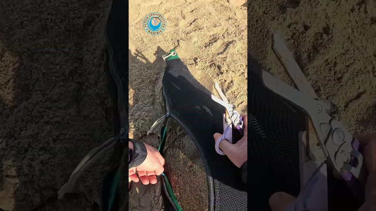Seal Drags Rope #shorts