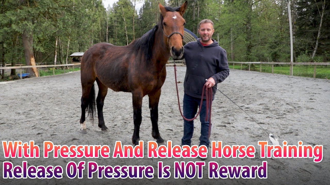 With Pressure And Release Horse Training, Release Is NOT Reward YouTube