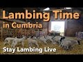 Lambing Time in Cumbria - Stay Lambing Live