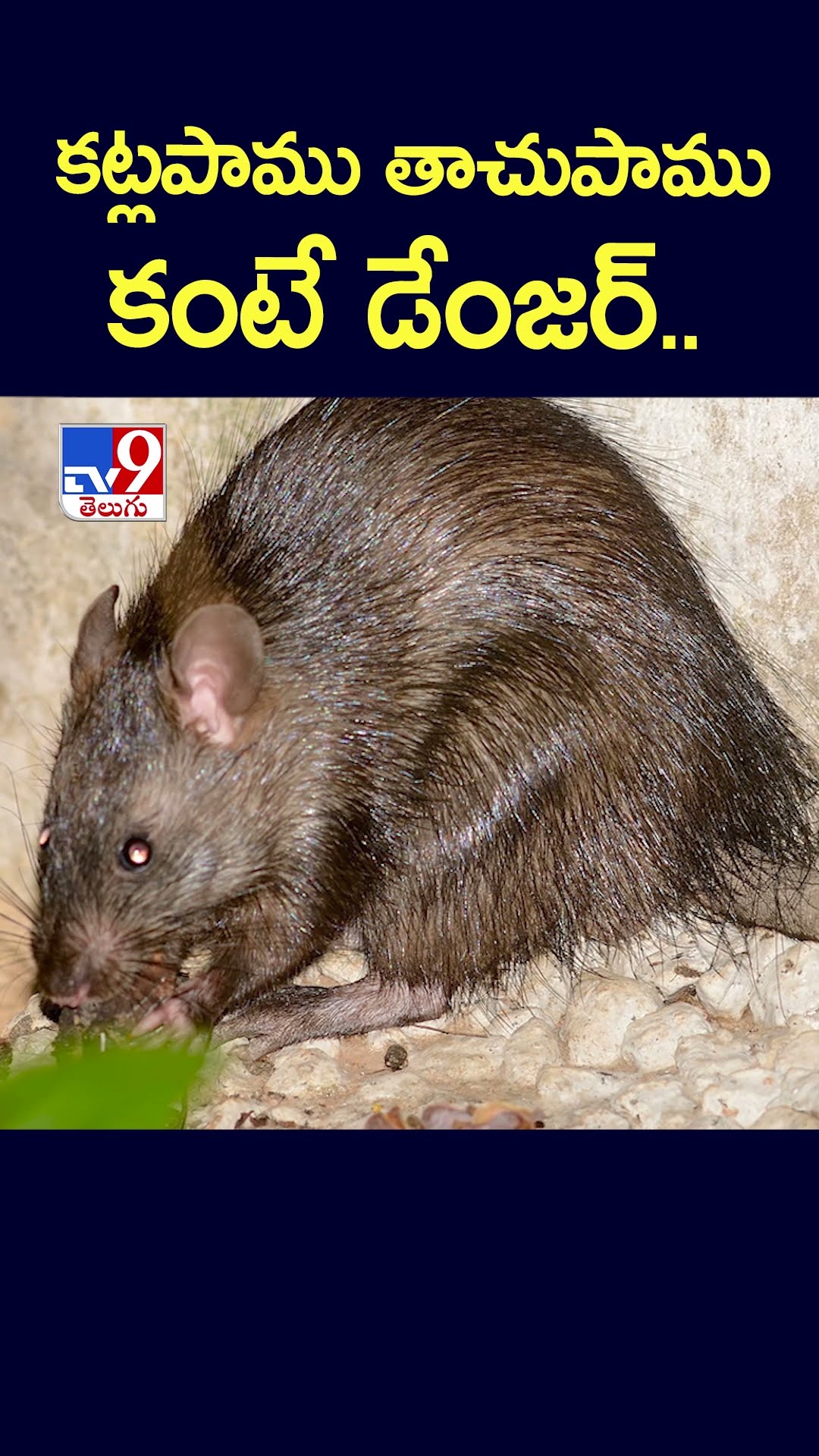 కట్లపాము తాచుపాము కంటే డేంజర్.. - TV9