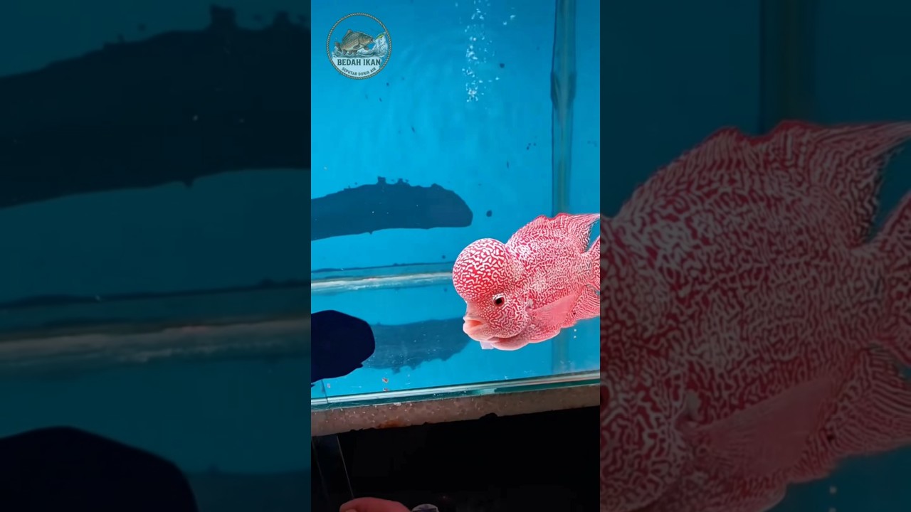 Kalau cuma boleh pelihara 1 ikan di akuarium besar, kamu pilih yg mana? #ikan #fish #hobbyikan