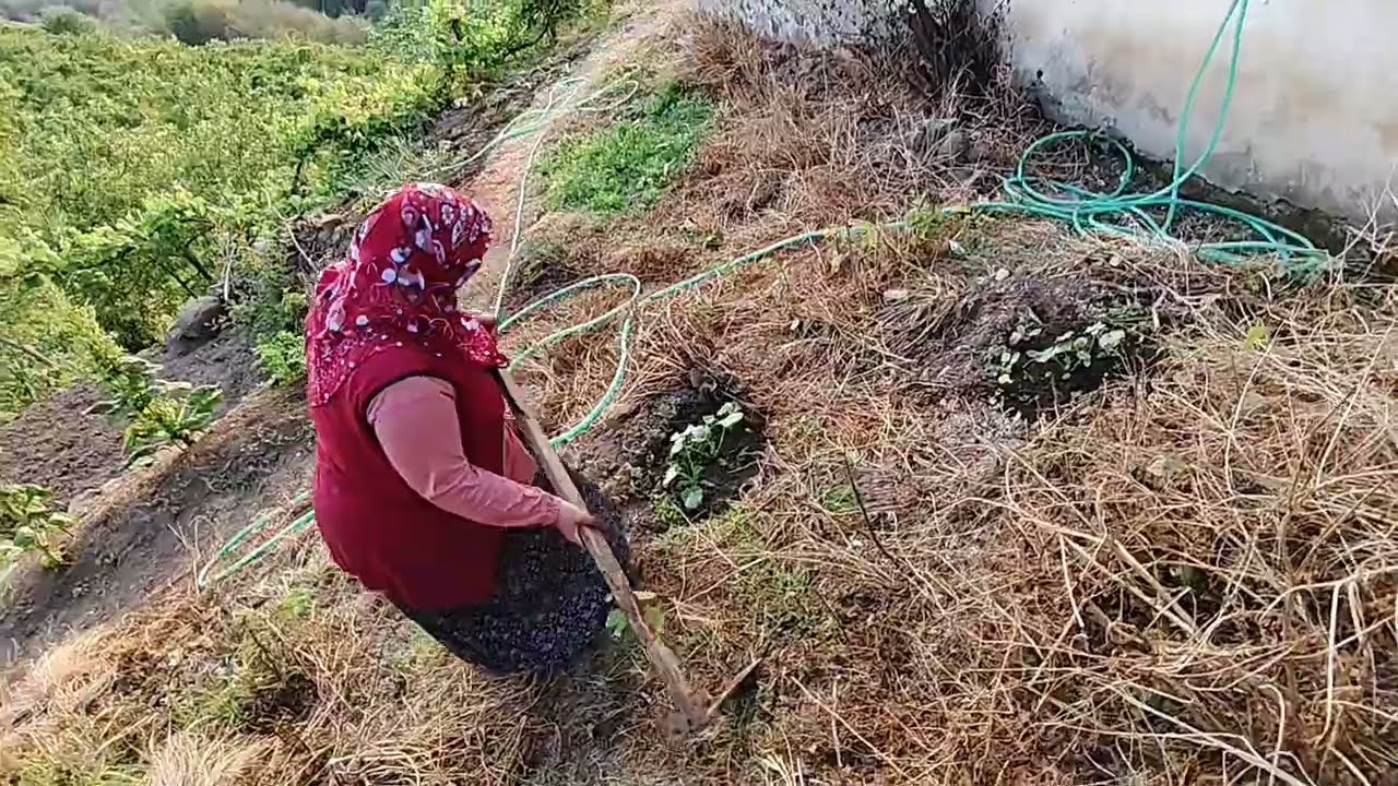 🥒 Salatalık Tohumu Ekimi | 💧 Bahçe Sulama 🚿 Köyde Doğal Yaşam 🌿 Civelek Ailesi