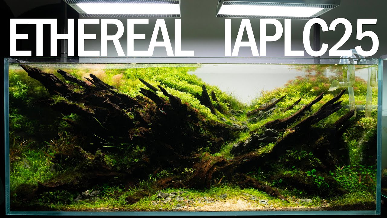 Ethereal  IAPLC 2025 Rank 51 | CINEMATIC