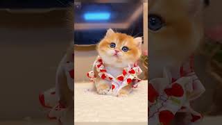 Cutest Baby Cats😀#Shorts  #Cute