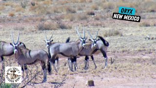 Hunt for Free-Range African Antelope in New Mexico