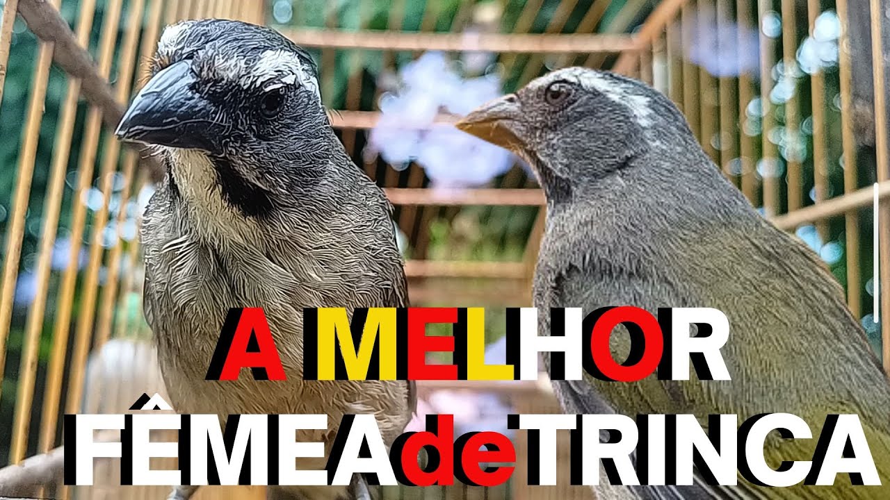 FÊMEA de trinca ferro MACHEANDO e CHAMANDO com TRINCA FERRO CANTANDO ...
