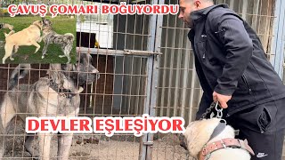 Hürremi̇ Dev Meydanci Tyson La Eşliyoruz Kangal Çavuş Ve Çapar