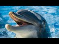 Пение и разговоры дельфинов  🐋 под звуки волн