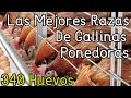 Las Mejores Razas De Gallinas Ponedoras║Parte I