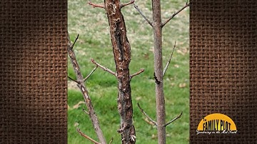 Q&A – Why is the bark splitting on my sugar maples?