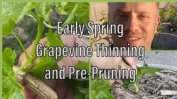 Early Spring Grapevine Thinning and Pre-Pruning: How to makes lots of grapes