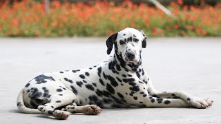 How to Train a Dalmatian for Agility: Tips for Success