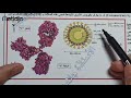 #التمرين السادس لتعلم المنهجية : تمرين رائع حول فيروس كورونا (المناعة) ☢️☣️