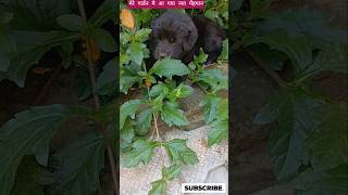 Quite Doge Sitting Under Plants 🐻🌱 | garden beauty #shorts