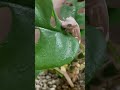 크레스티드게코 물먹는 시간 #릴리화이트#나무타기