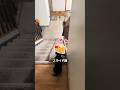 犬のために階段を選びましょう