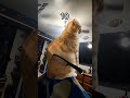 Just Hold On My Cat Acting up (animation meme) #shorts