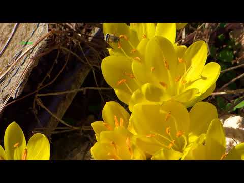 Βίντεο: Λαπά λουλούδια του φθινοπωρινού κήπου: ανεμώνη, αστέρας, vaccaria και chelon