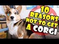 10 Reasons Why You Should NOT Get a CORGI Puppy || Extra After College