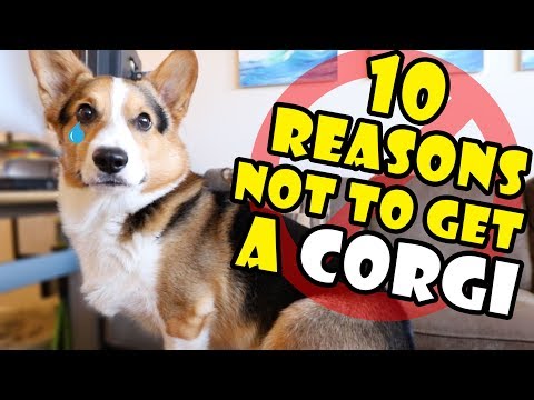 वीडियो: क्या कॉर्गिस अच्छे फार्म कुत्ते हैं?