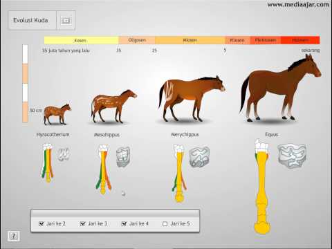 Video: Tentang Kuda Atau Non-evolusi Kuda - Pandangan Alternatif